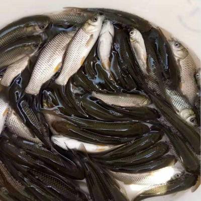 港興水產 專業提供鯇魚苗、泥鰍魚苗與羅非魚苗，兼營日用百貨銷售